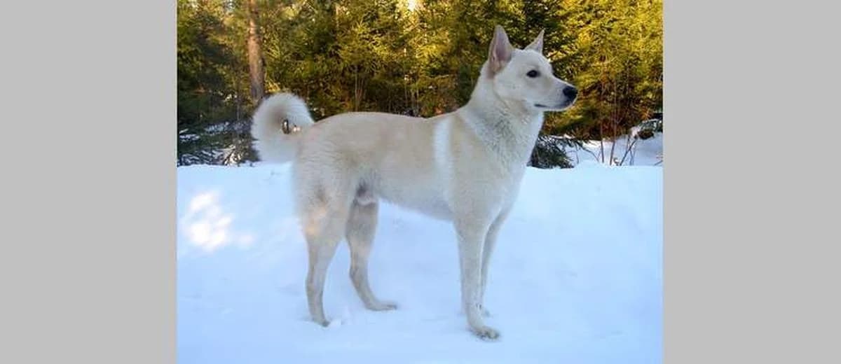 Foto van de Canaänhond (Kanaan)