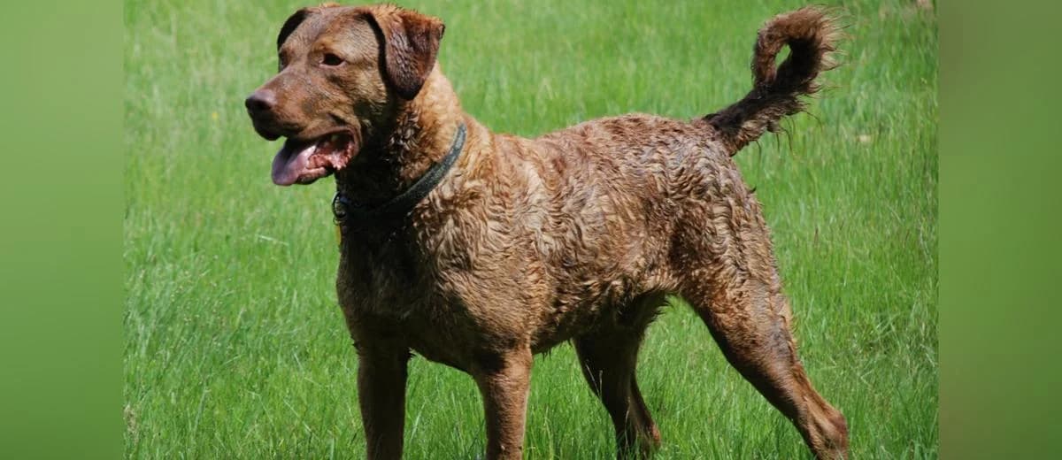 Foto van de Chesapeake Bay Retriever