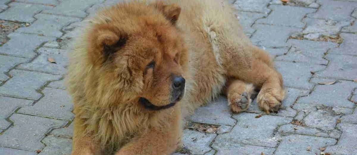 Foto van de Chow Chow