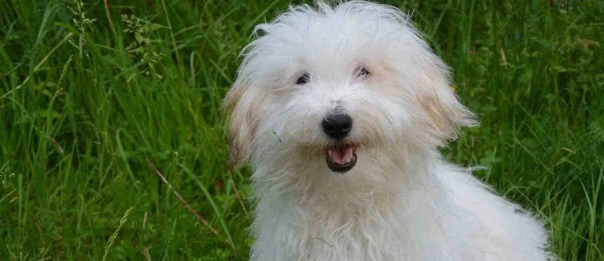Foto van de Coton de Tulear