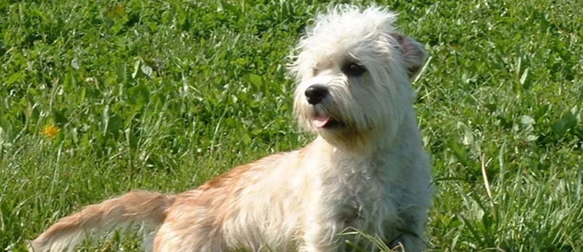 Foto van de Dandie Dinmont Terriër