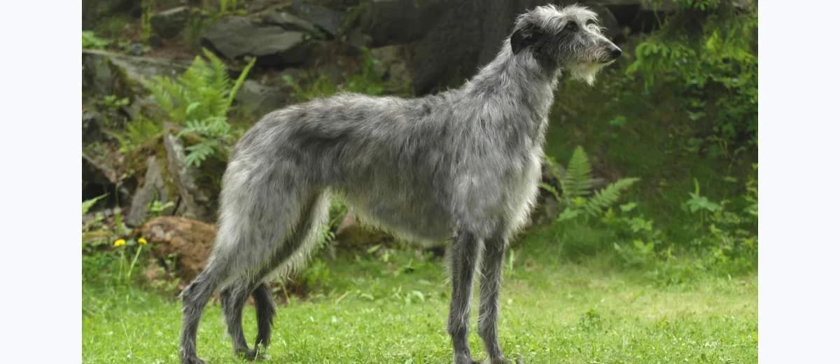 Foto van de Deerhound