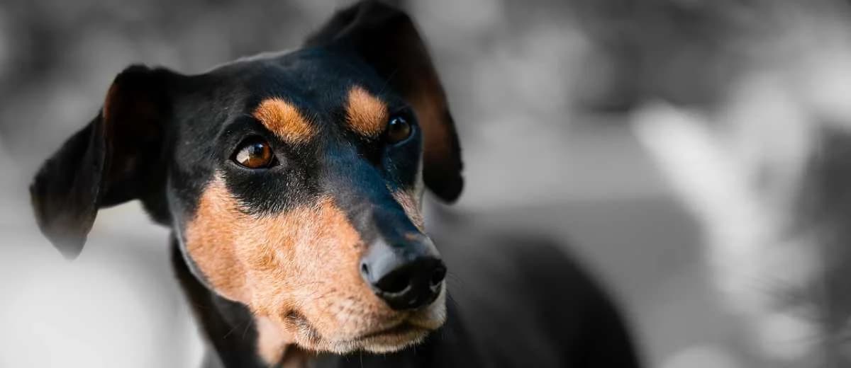 Foto van de Duitse Pinscher