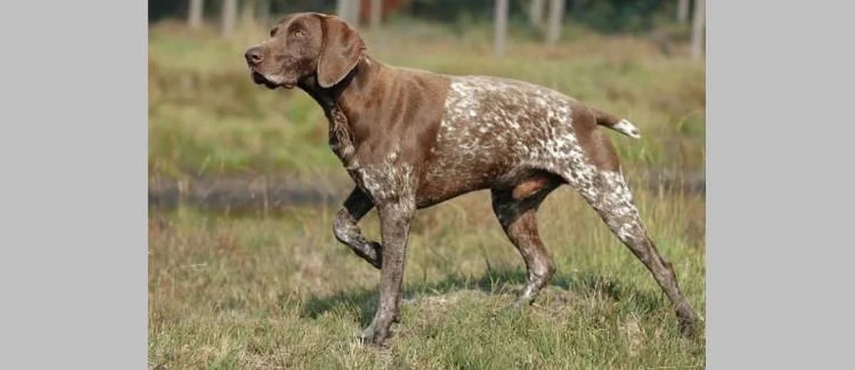 Foto van de Duitse Staande Hond