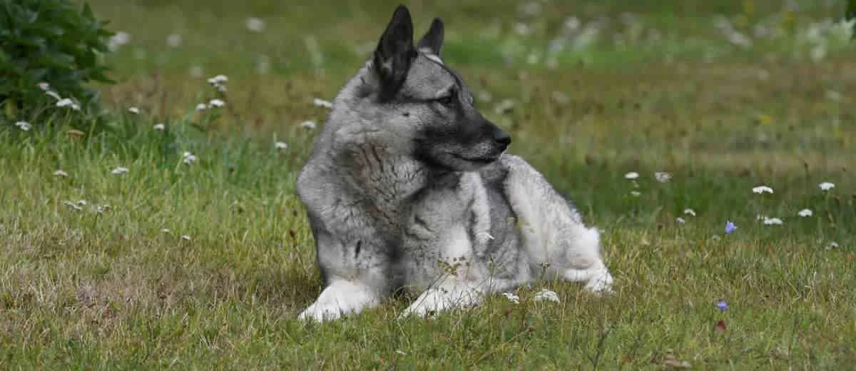 Foto van de Elkhound