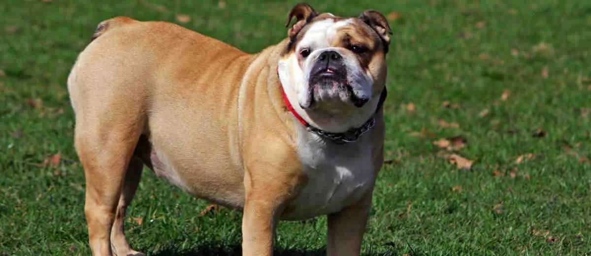 Foto van de Engelse Bulldog