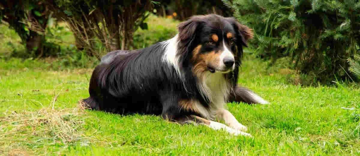 Foto van de Engelse Shepherd