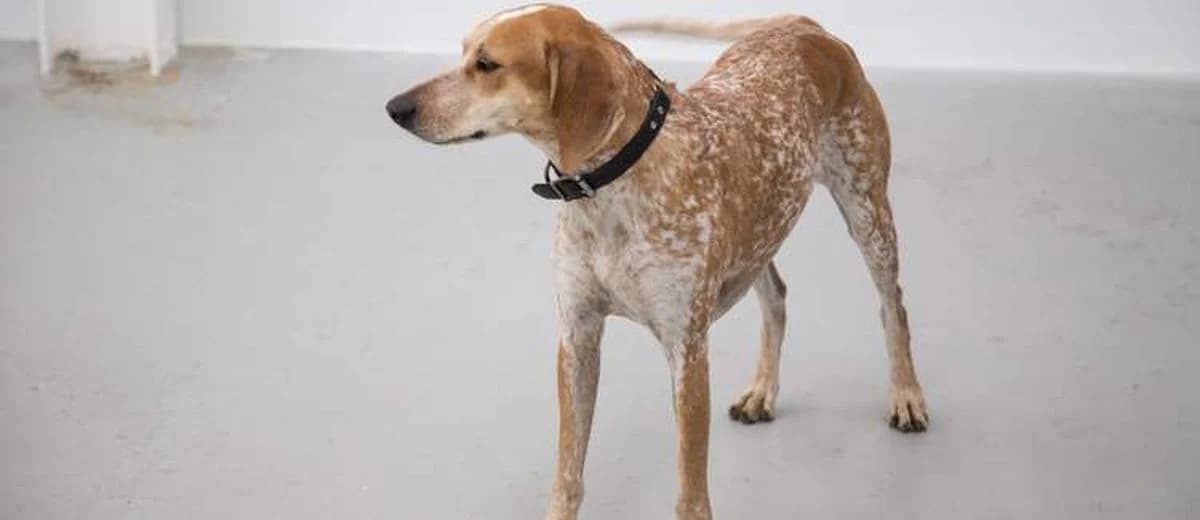 Foto van de English Coonhound