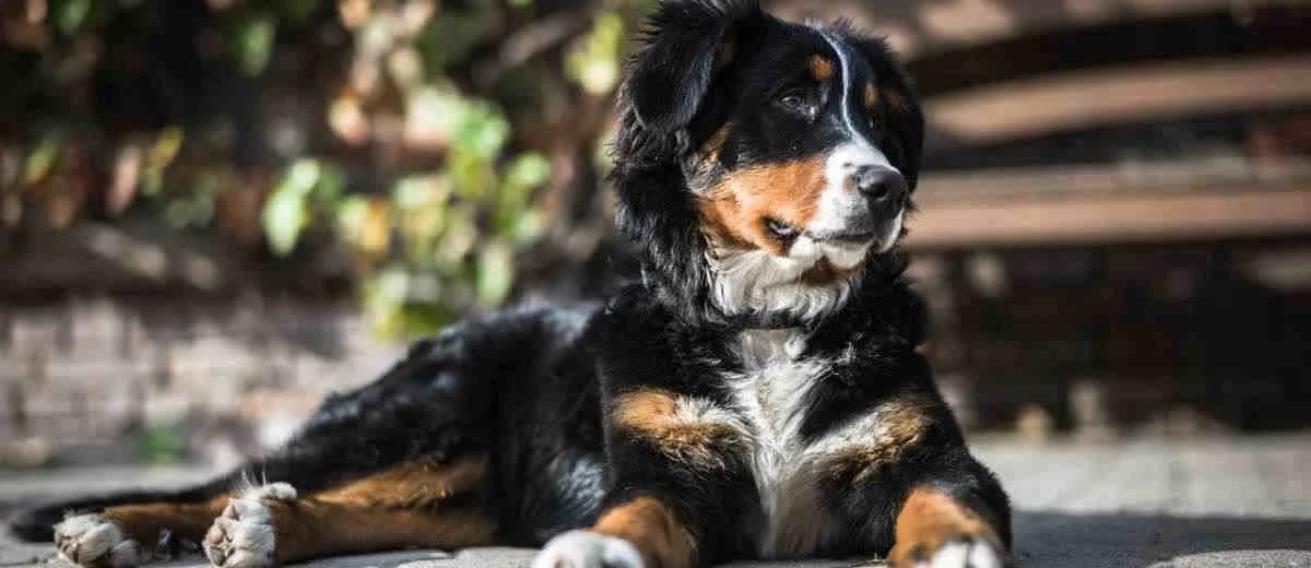 Foto van de Entlebucher Sennenhond