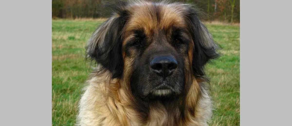 Foto van de Estrela Berghond