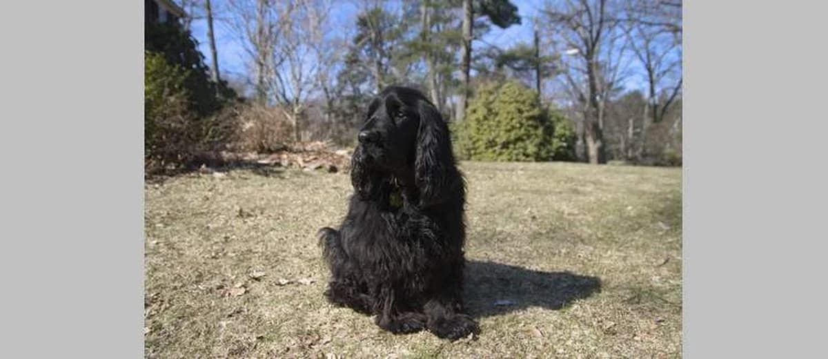 Foto van de Field Spaniel