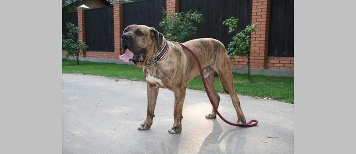 Foto van de Fila Brasileiro