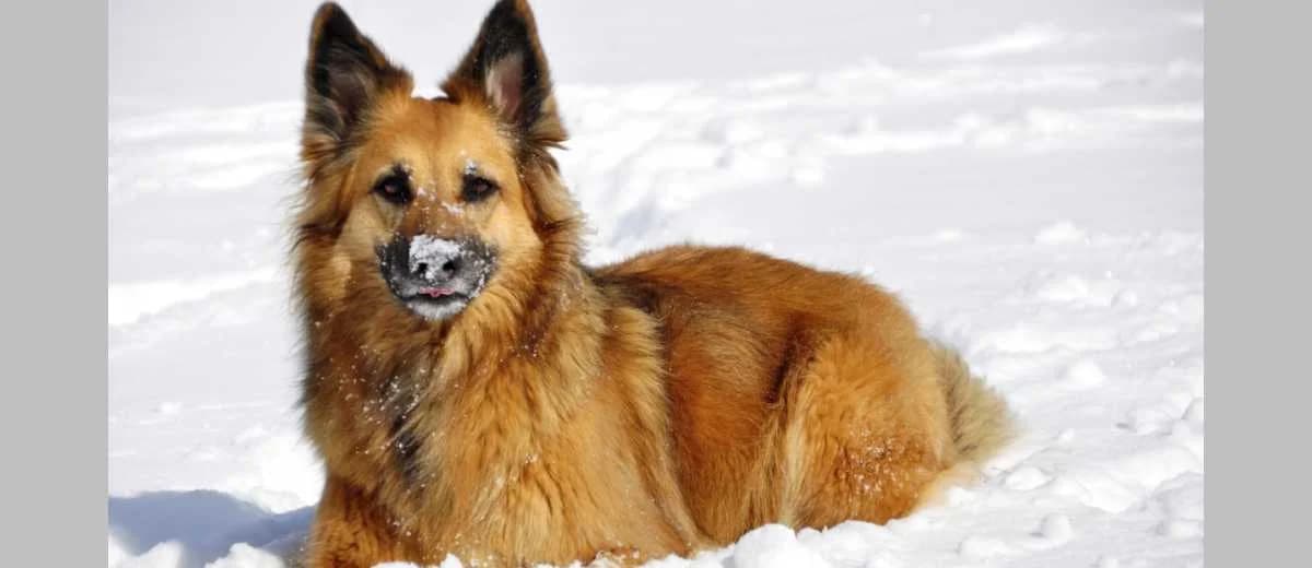 Foto van de Finse Spitz