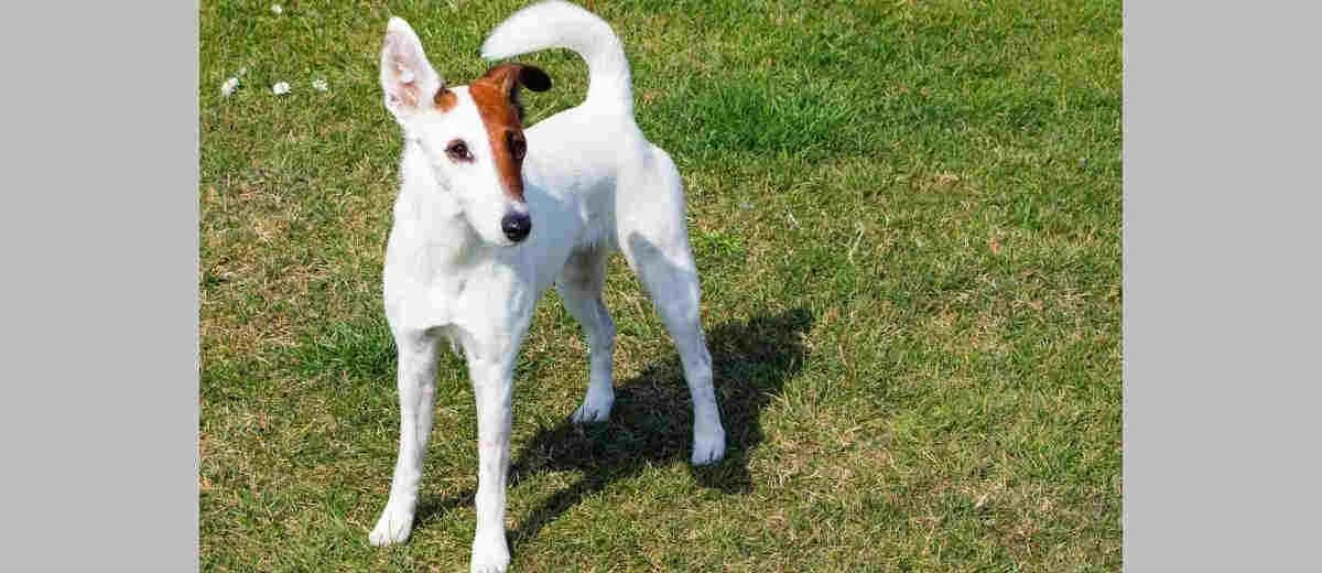 Foto van de Fox Terriër Gladharig