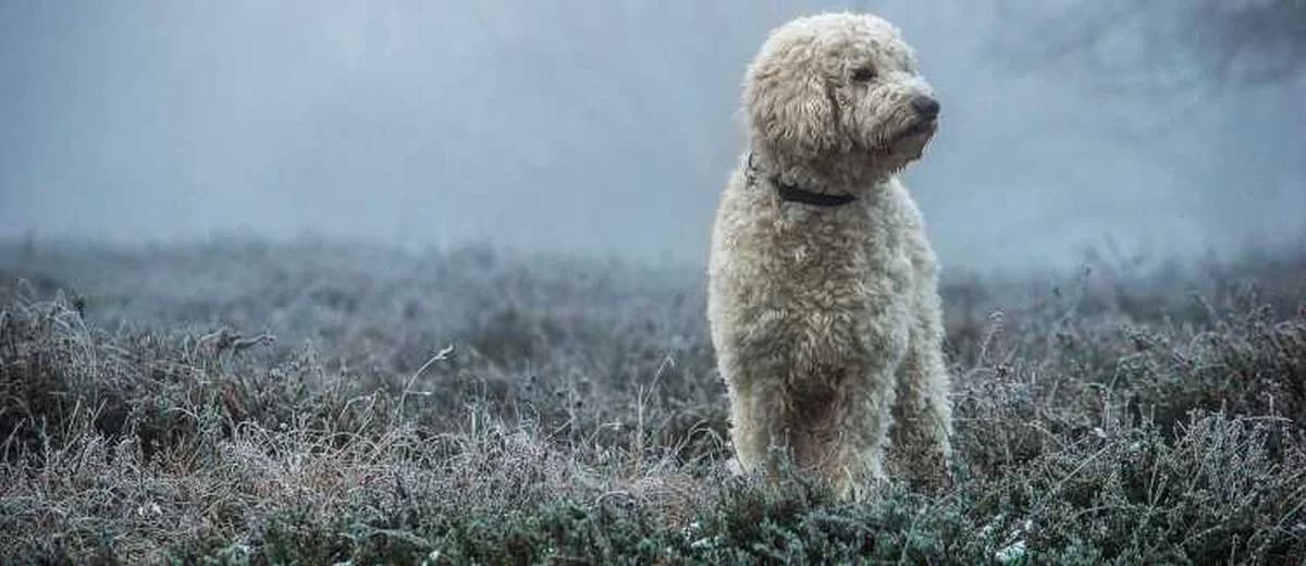 Foto van de GoldenDoodle