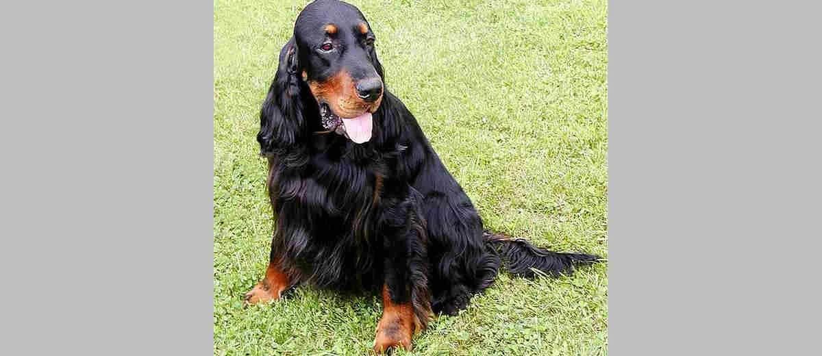 Foto van de Gordon Setter