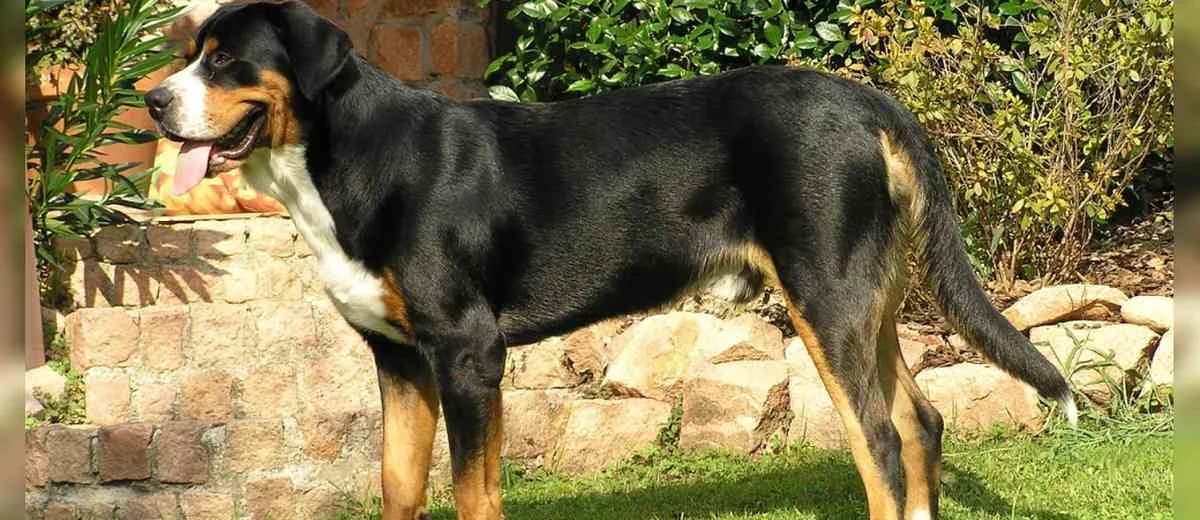 Foto van de Grote Zwitserse Sennenhond
