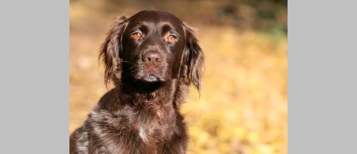 Foto van de Heidewachtel - Kleine Münsterländer