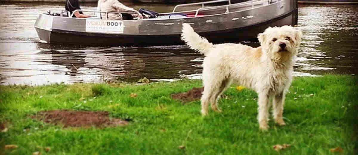 Foto van de Hollandse smoushond