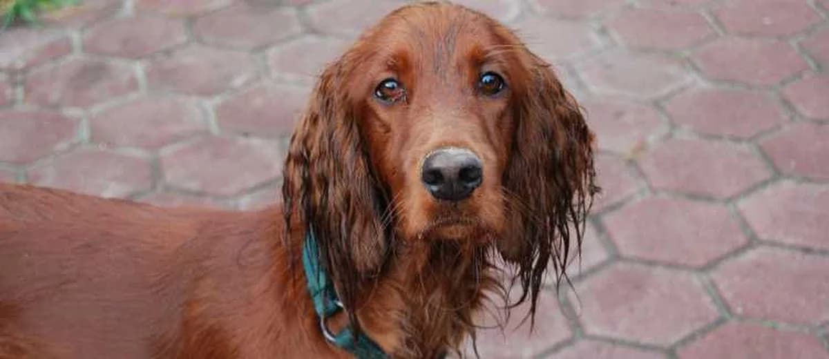 Foto van de Ierse Setter