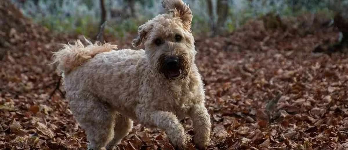 Foto van de Irish Soft Coated Wheaten Terriër