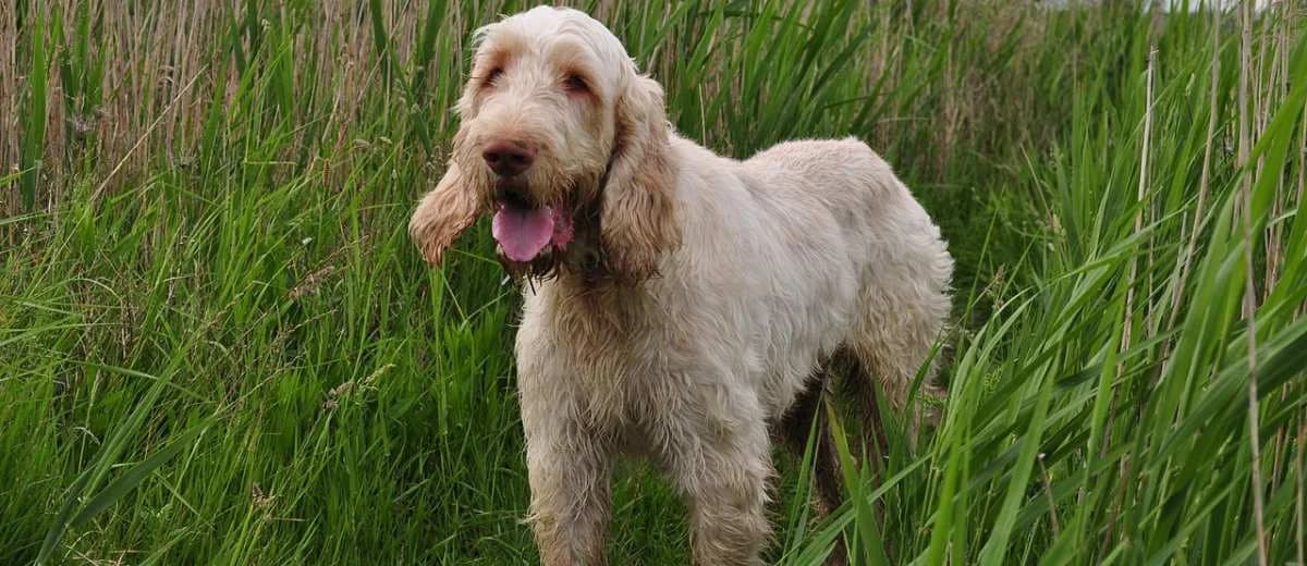 Foto van de Italiaanse Spinone