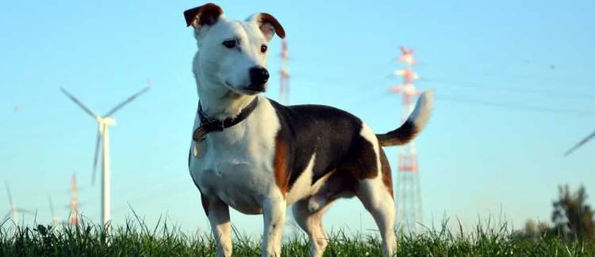 Foto van de Jack Russell Terriër