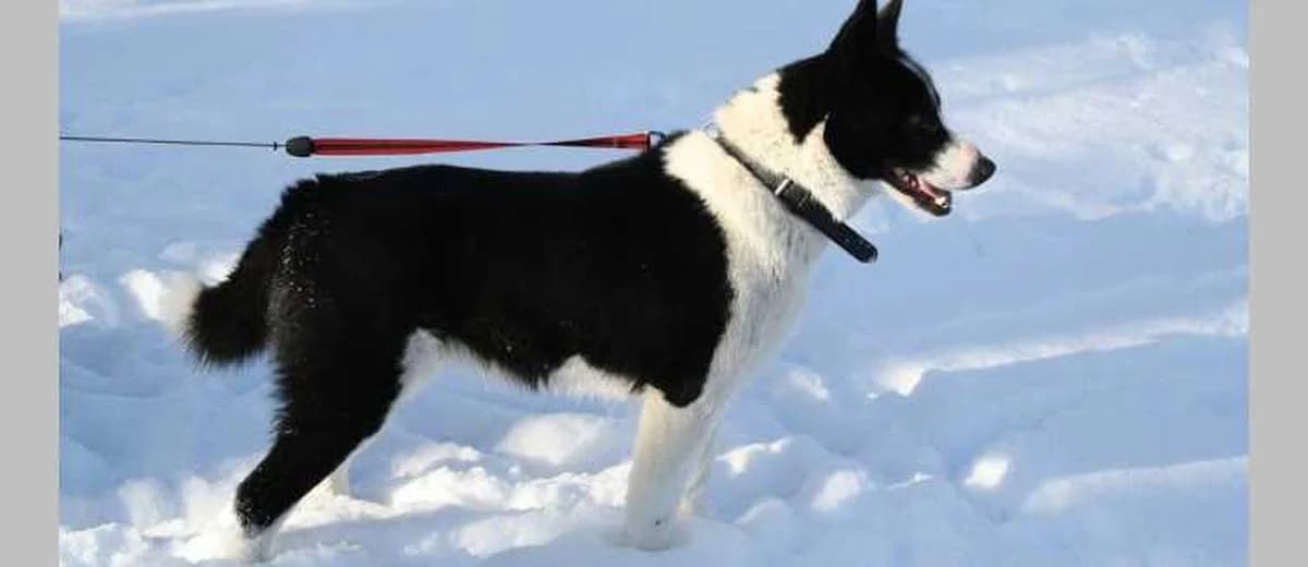 Foto van de Karelische Berenhond