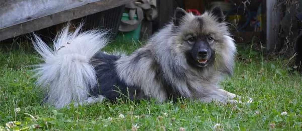 Foto van de Keeshond
