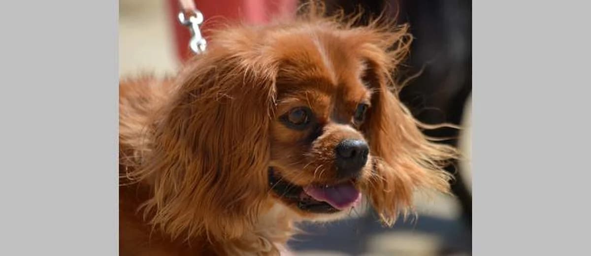Foto van de King Charles Spaniel