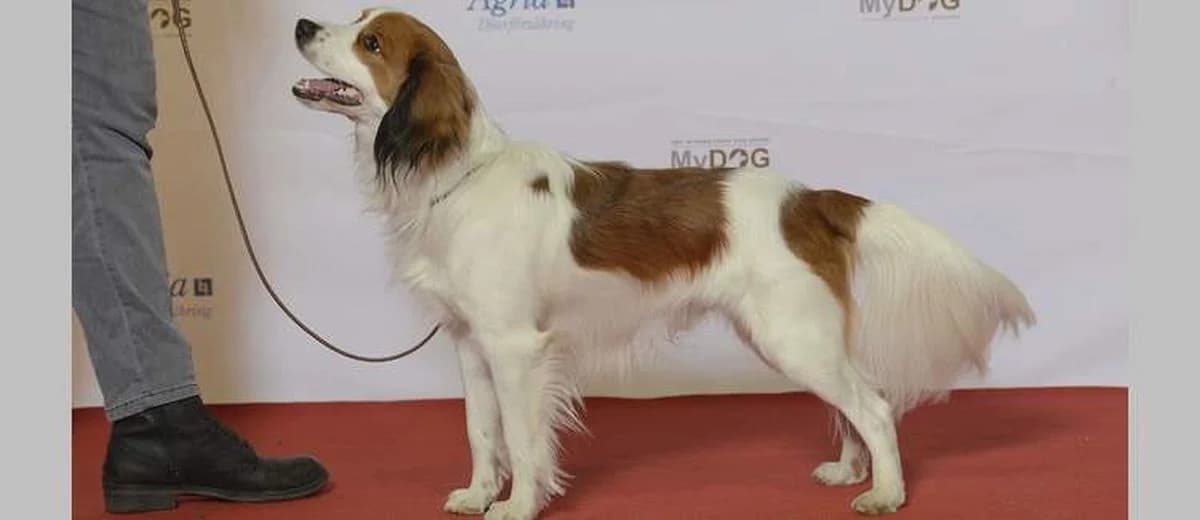 Foto van het Kooikerhondje