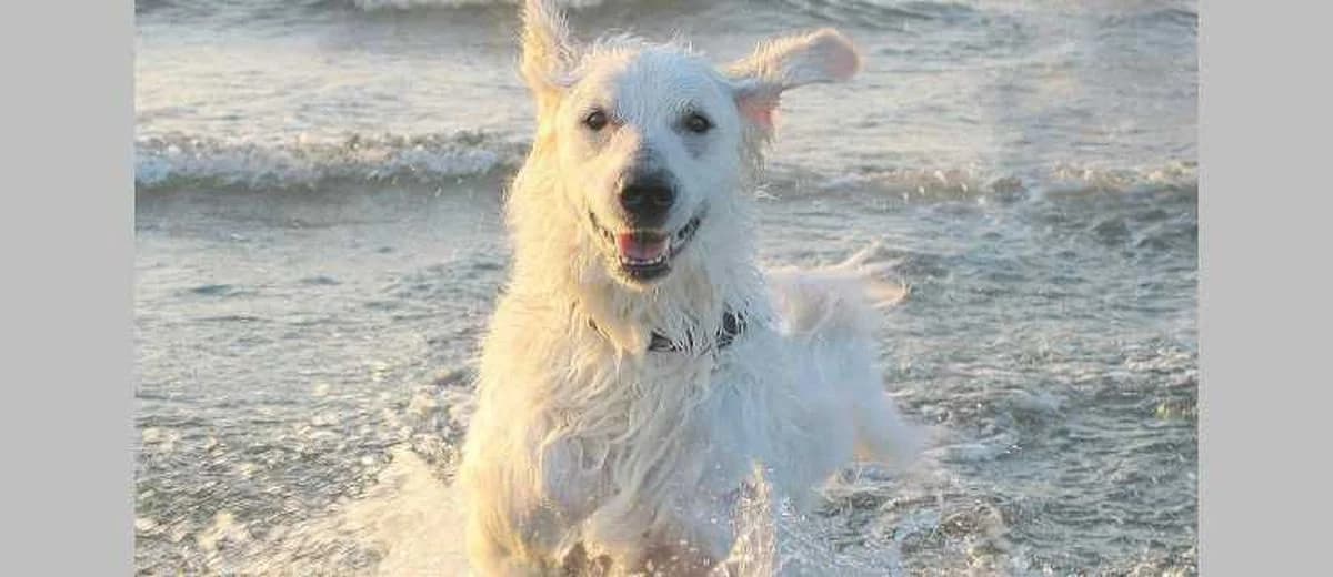 Foto van de Kuvasz