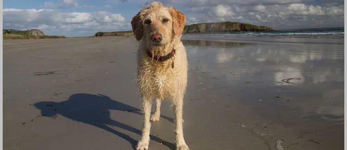 Foto van de Labradoodle
