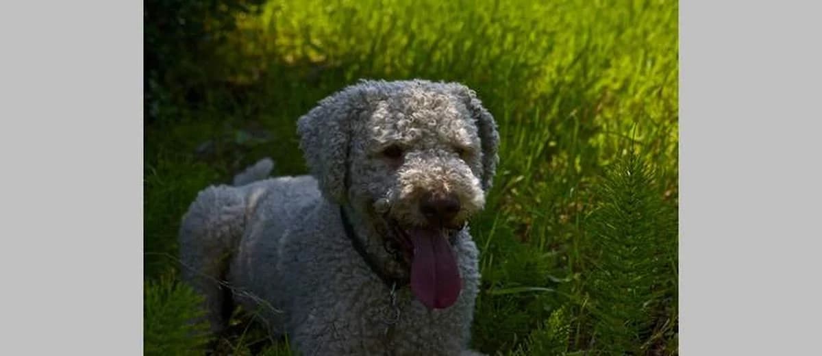 Foto van de Lagotto Romagnolo