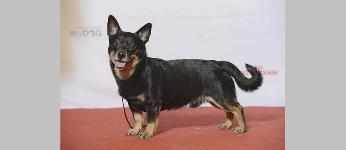 Foto van de Lancashire Heeler