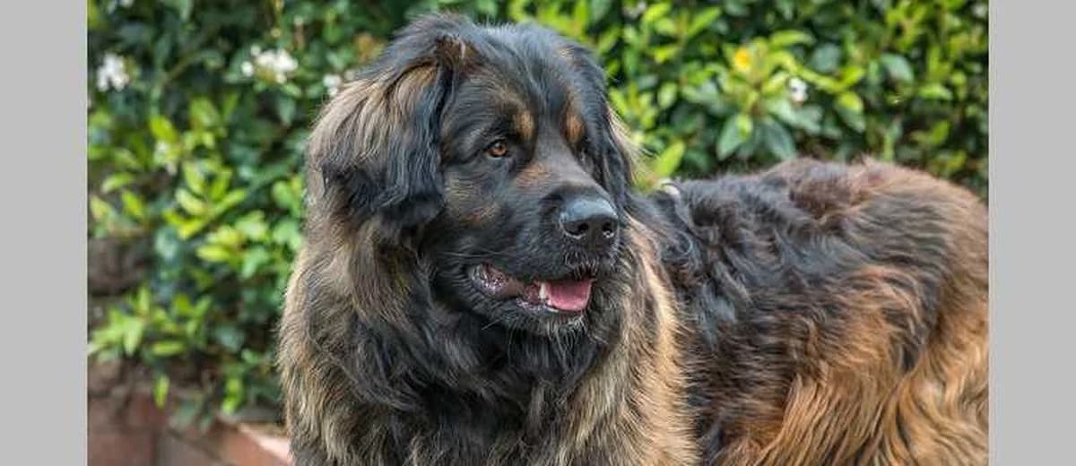 Foto van de Leonberger