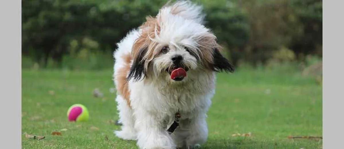 Foto van de Lhasa Apso
