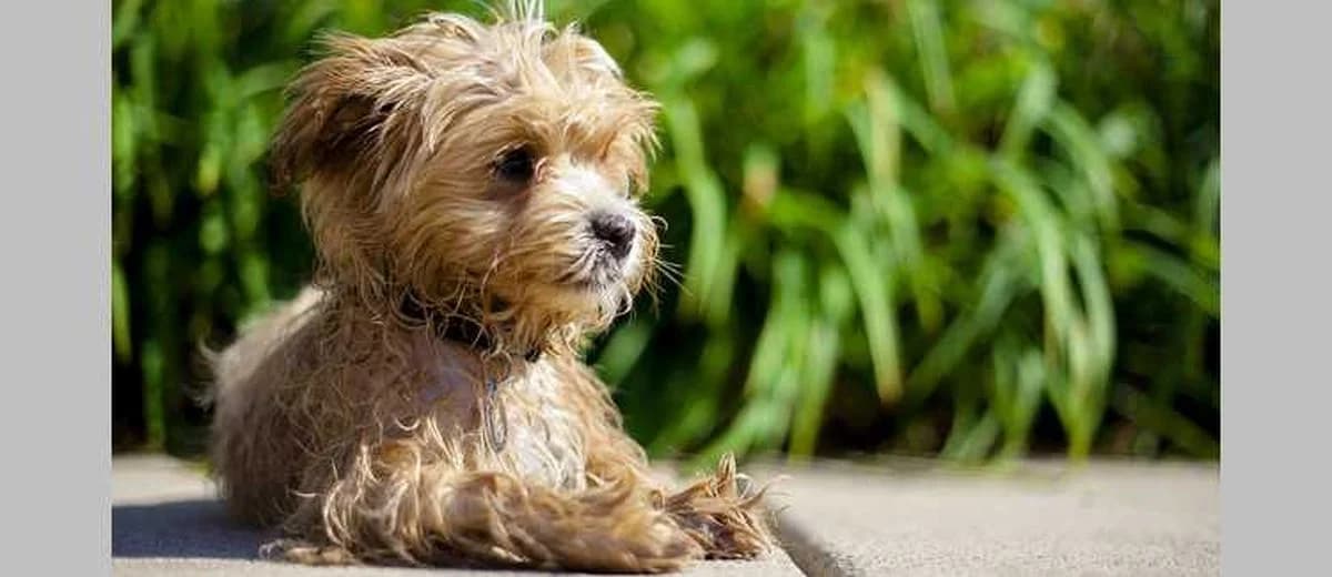 Foto van de Maltipoo