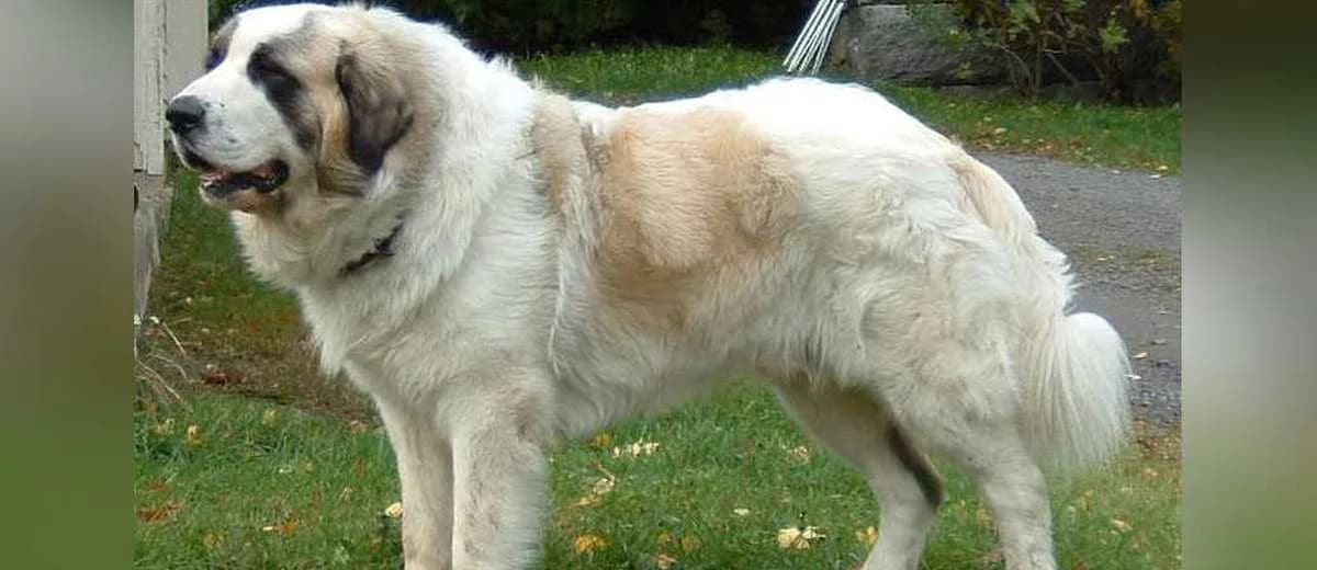 Foto van de Mastin de los Pirineo