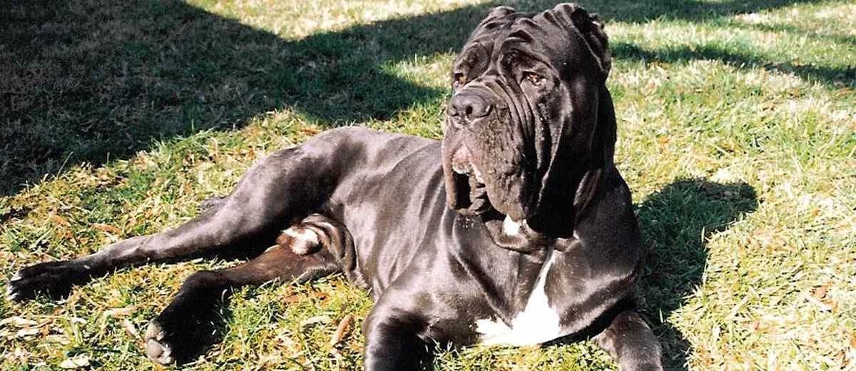 Foto van de Mastino Napoletano