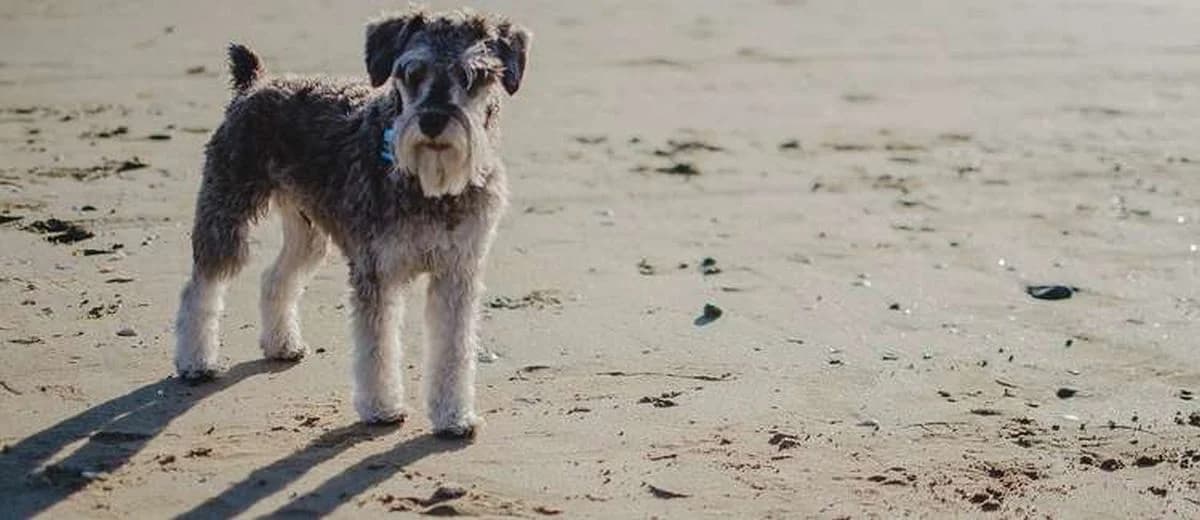 Foto van de Middenslagschnauzer