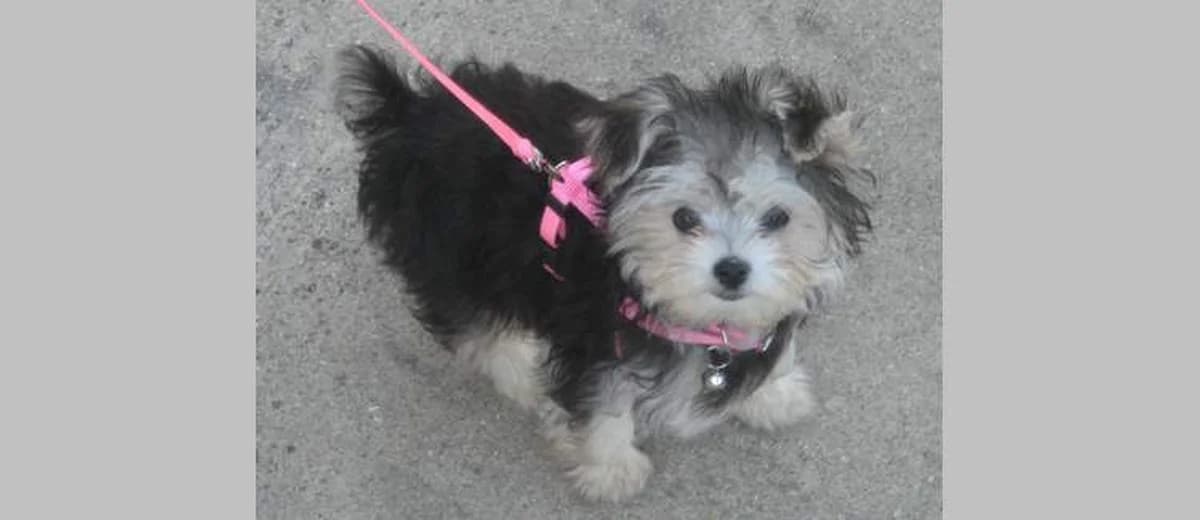 Foto van de Morkie