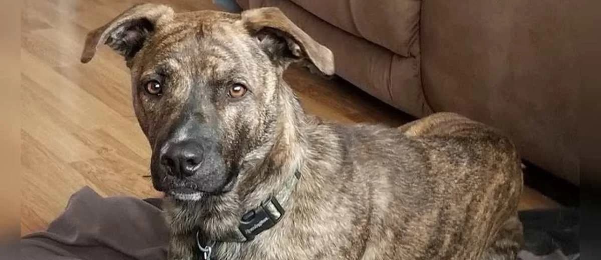 Foto van de Mountain Cur