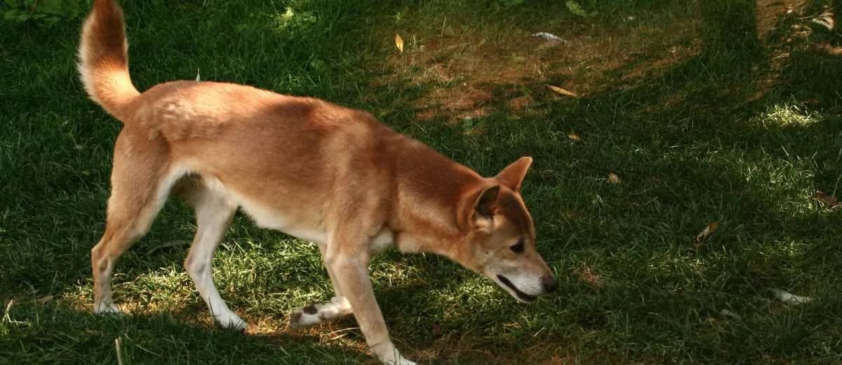 Foto van de New Guinea Singing Dog