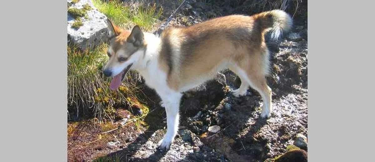 Foto van de Noorse Lundehund
