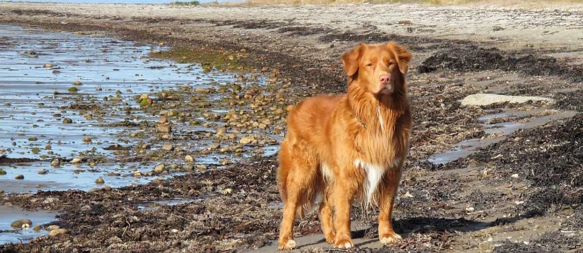 Foto van de Nova Scotia Duck Tolling Retriever (Toller)