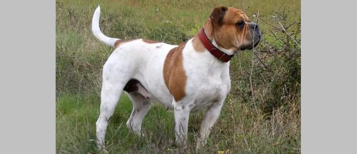 Foto van de Olde English Bulldogge