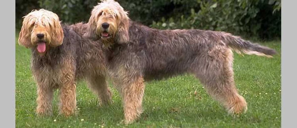Foto van de Otterhound