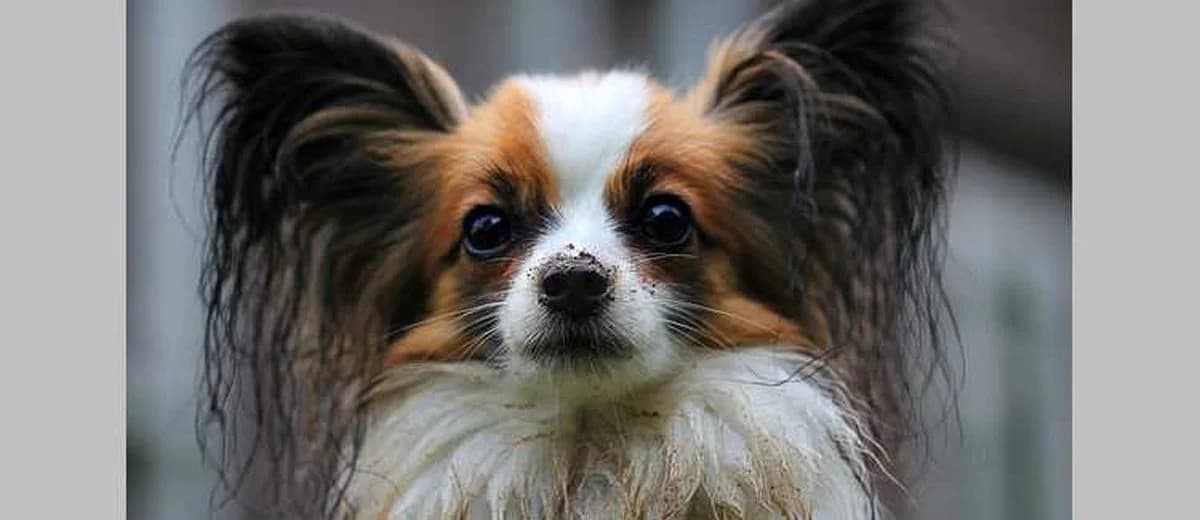Foto van de Papillon