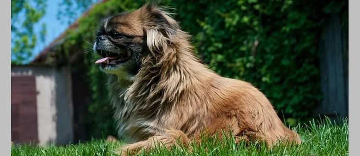 Foto van de Pekingees